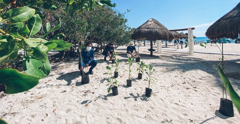 Protecting mystical trees on tropical coasts