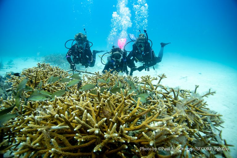 Riffzustand und Schutz der Korallenvielfalt und Evolutionsgeschichte in den Meeresschutzgebieten im Südosten der Dominikanischen Republik