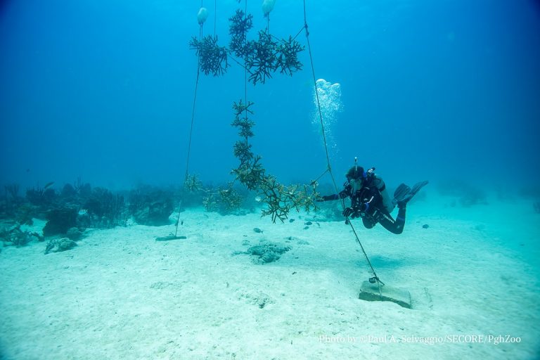 Hoffnungsspots für den Wiederaufbau von Korallenriffen