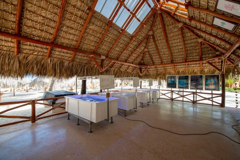 Iberostar abre su primer laboratorio de corales en tierra en la República Dominicana