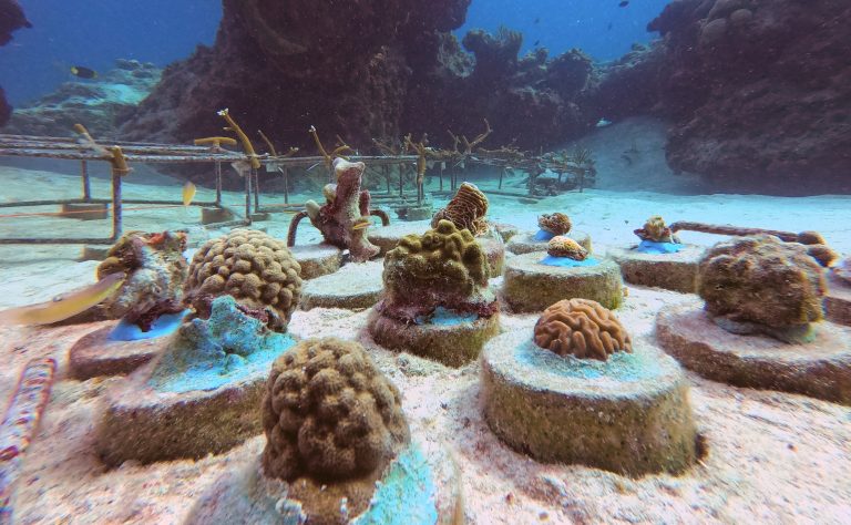 Collaboration with Old Dominion University to restore coral reefs