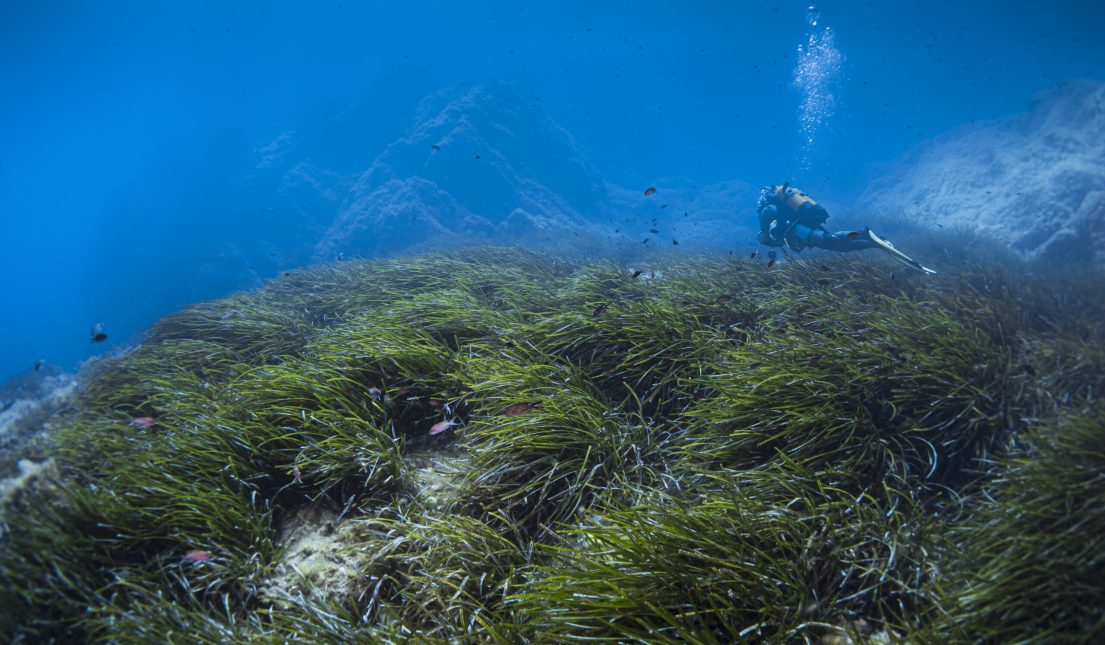 Seagrass (Posidonia oceanica) of Méditerranée sea.